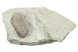 Kainops Trilobite - Black Cat Mountain, Oklahoma #362983-3